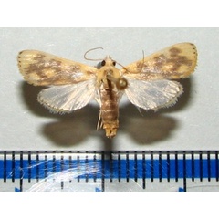 /filer/webapps/moths/media/images/C/citrina_Obtusipalpis_A_Goffa_02.jpg