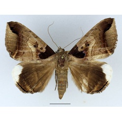 /filer/webapps/moths/media/images/I/indicabilis_Achaea_AF_Basquin_02.jpg