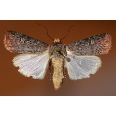 /filer/webapps/moths/media/images/R/ruficeps_Amazonides_AM_Butler.jpg