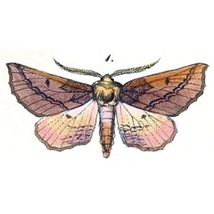 /filer/webapps/moths/media/images/V/villaria_Himera_HT_Felder_1875_124-1.jpg