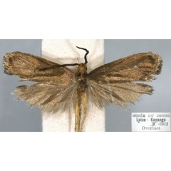 /filer/webapps/moths/media/images/K/katangaica_Lecithocera_HT_RMCA.jpg