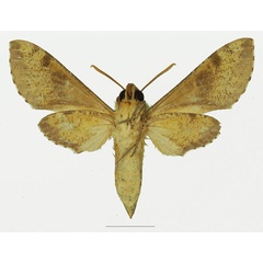 /filer/webapps/moths/media/images/D/diyllus_Hippotion_AF_Basquin_02b.jpg