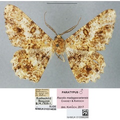 /filer/webapps/moths/media/images/M/madagascariensis_Racotis_PTM_BMNH_01.jpg
