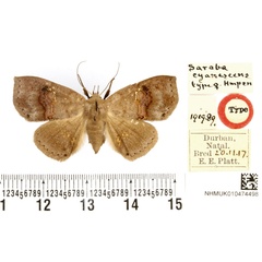 /filer/webapps/moths/media/images/C/cyanescens_Saroba_HT_BMNH.jpg
