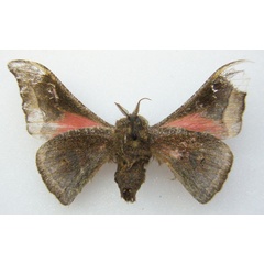 /filer/webapps/moths/media/images/F/festiva_Ludia_HT_NHMUKb.jpg
