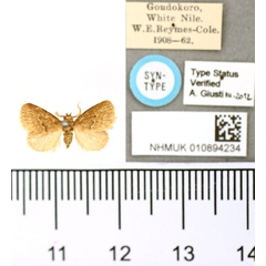 /filer/webapps/moths/media/images/M/mesocyma_Macroplectra_ST_BMNH.jpg