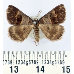 /filer/webapps/moths/media/images/C/caelata_Cerocala_AF_BMNH.jpg