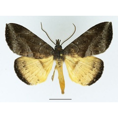 /filer/webapps/moths/media/images/E/endoxantha_Aburina_AM_Basquin.jpg
