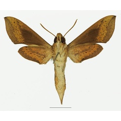 /filer/webapps/moths/media/images/S/saclavorum_Hippotion_AF_Basquinb.jpg