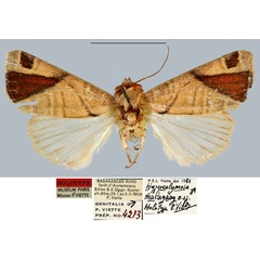/filer/webapps/moths/media/images/M/malagasy_Hypercalymnia_HT_MNHN.jpg