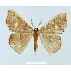 /filer/webapps/moths/media/images/H/haturata_Ochroplutodes_AM_TMSA_03.jpg