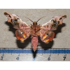 /filer/webapps/moths/media/images/S/specularia_Dioptrochasma_A_Goff_02.jpg