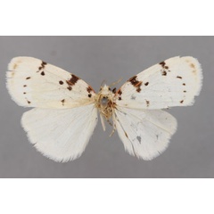 /filer/webapps/moths/media/images/R/rhodostriata_Cyana_HT_BMNH.jpg