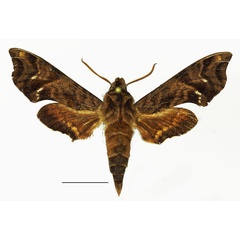 /filer/webapps/moths/media/images/P/pindurensis_Temnora_AM_Basquina.jpg