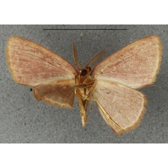 /filer/webapps/moths/media/images/B/bradyspila_Ptochophyle_HT_NHMUKb.jpg