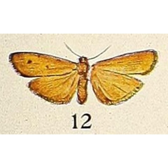 /filer/webapps/moths/media/images/V/voeltzkowi_Eilema_HT_Aurivillius_19-12.jpg