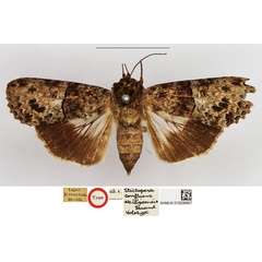 /filer/webapps/moths/media/images/L/lagosensis_Stictoptera_HT_NHMUK.jpg