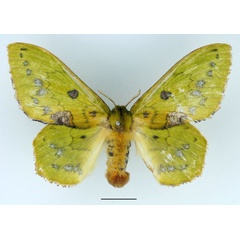 /filer/webapps/moths/media/images/A/aethiopica_Trabala_AF_Basquin_02.jpg