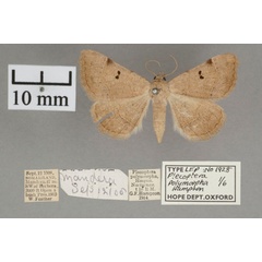 /filer/webapps/moths/media/images/P/polymorpha_Plecoptera_A_OUMNHa_04.jpg