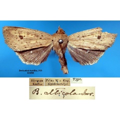 /filer/webapps/moths/media/images/A/alticola_Borolia_HT_SNHMa.jpg