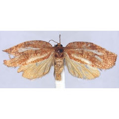 /filer/webapps/moths/media/images/S/symmetra_Labidosa_PLT_BMNH.jpg