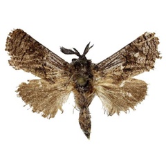 /filer/webapps/moths/media/images/N/naumanni_Meyoarabiella_HT_MWM.jpg