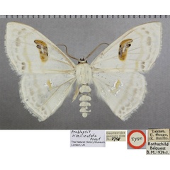 /filer/webapps/moths/media/images/S/similinotata_Problepsis_HT_BMNHa.jpg