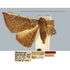 /filer/webapps/moths/media/images/A/argyrographa_Marmorinia_HT_MNHN.jpg