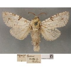 /filer/webapps/moths/media/images/S/senex_Cossus_PLTF_BMNH_01.jpg