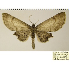 /filer/webapps/moths/media/images/R/ramecourti_Sesquialtera_AF_ZSM.jpg