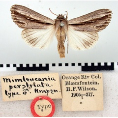 /filer/webapps/moths/media/images/P/perstriata_Mimleucania_ST_BMNH.jpg