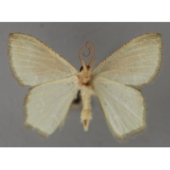 /filer/webapps/moths/media/images/M/misera_Metallochlora_A_ZSM_02.jpg