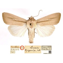 /filer/webapps/moths/media/images/H/hispanica_Leucania_ST_BMNH_9MbraWA.jpg