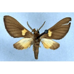 /filer/webapps/moths/media/images/D/deannulata_Anapisa_ST_BMNH_01.jpg