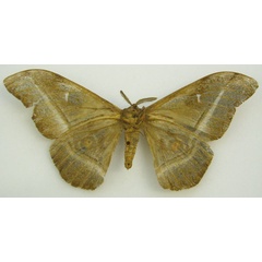 /filer/webapps/moths/media/images/T/tricolor_Bunaea_HT_NHMUKb.jpg