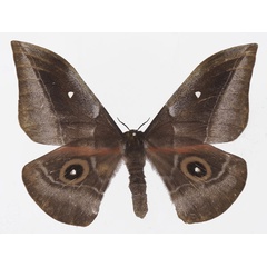 /filer/webapps/moths/media/images/J/jamesoni_Gonimbrasia_AF_Basquina.jpg