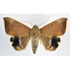 /filer/webapps/moths/media/images/V/violaceofascia_Achaea_A_NHMO.jpg