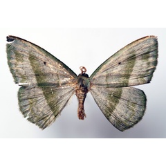 /filer/webapps/moths/media/images/L/lemairei_Somatina_AM_Sircoulomb.jpg
