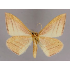/filer/webapps/moths/media/images/S/silonaria_Scopula_A_ZSM_02.jpg