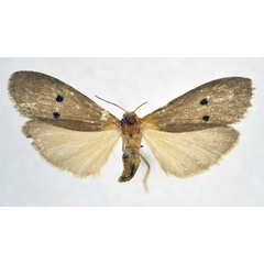 /filer/webapps/moths/media/images/M/mesosticta_Crocosia_AF_NHMO.jpg