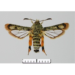 /filer/webapps/moths/media/images/A/andraenipennis_Pseudomelittia_AM_SMNS.jpg