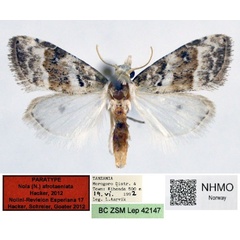 /filer/webapps/moths/media/images/A/afrotaeniata_Nola_PT_NHMO_02.jpg