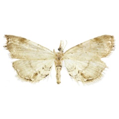 /filer/webapps/moths/media/images/F/fulviplaga_Trichophysetis_AM_BMNH.jpg