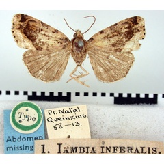 /filer/webapps/moths/media/images/I/inferalis_Iambia_HT_BMNH.jpg