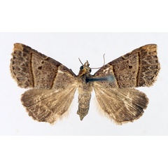 /filer/webapps/moths/media/images/T/tripalis_Plecoptera_AF_TMSA_01.jpg