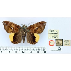/filer/webapps/moths/media/images/L/lunulata_Achaea_HT_BMNH.jpg