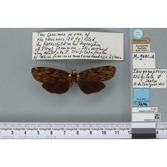 /filer/webapps/moths/media/images/F/feminina_Phryganopteryx_STM_BMNHa.jpg