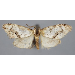 /filer/webapps/moths/media/images/R/rufomixtalis_Roeselia_PTM_BMNH.jpg