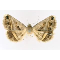 /filer/webapps/moths/media/images/T/trajecta_Acantholipes_A_TMSA_02.jpg