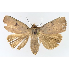 /filer/webapps/moths/media/images/P/poliotis_Exophyla_AF_TMSA_03.jpg